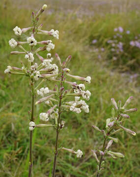 Microbotryum violaceoverrucosum (Brandenb. & Schwinn) Vánky 1988 resmi