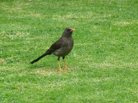 Image of Turdus fuscater gigas Fraser 1841