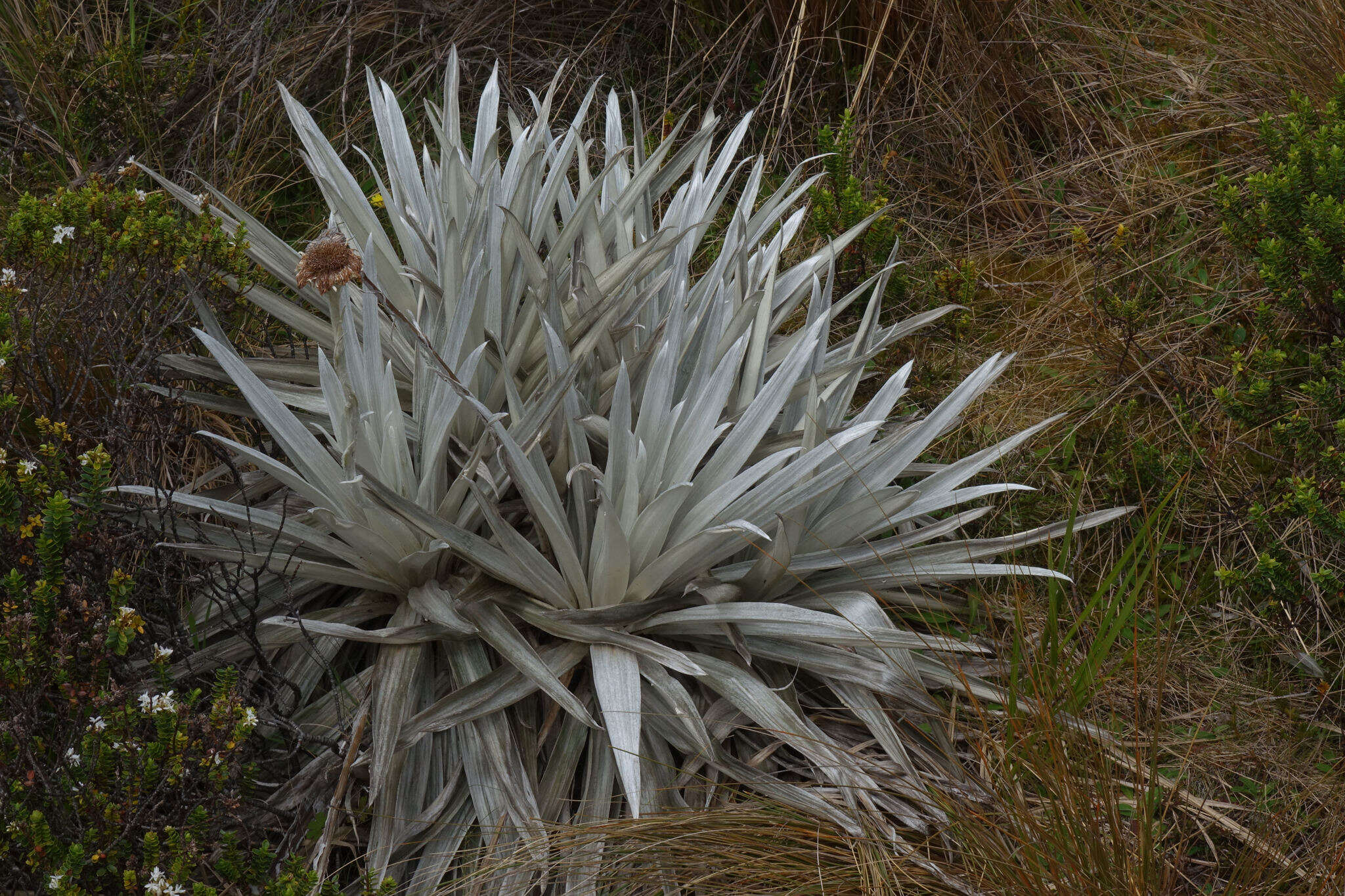 Sivun Celmisia semicordata subsp. stricta kuva