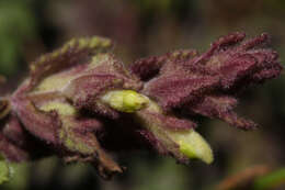 Image of Neobartsia laticrenata (Benth.) Uribe-Convers & Tank