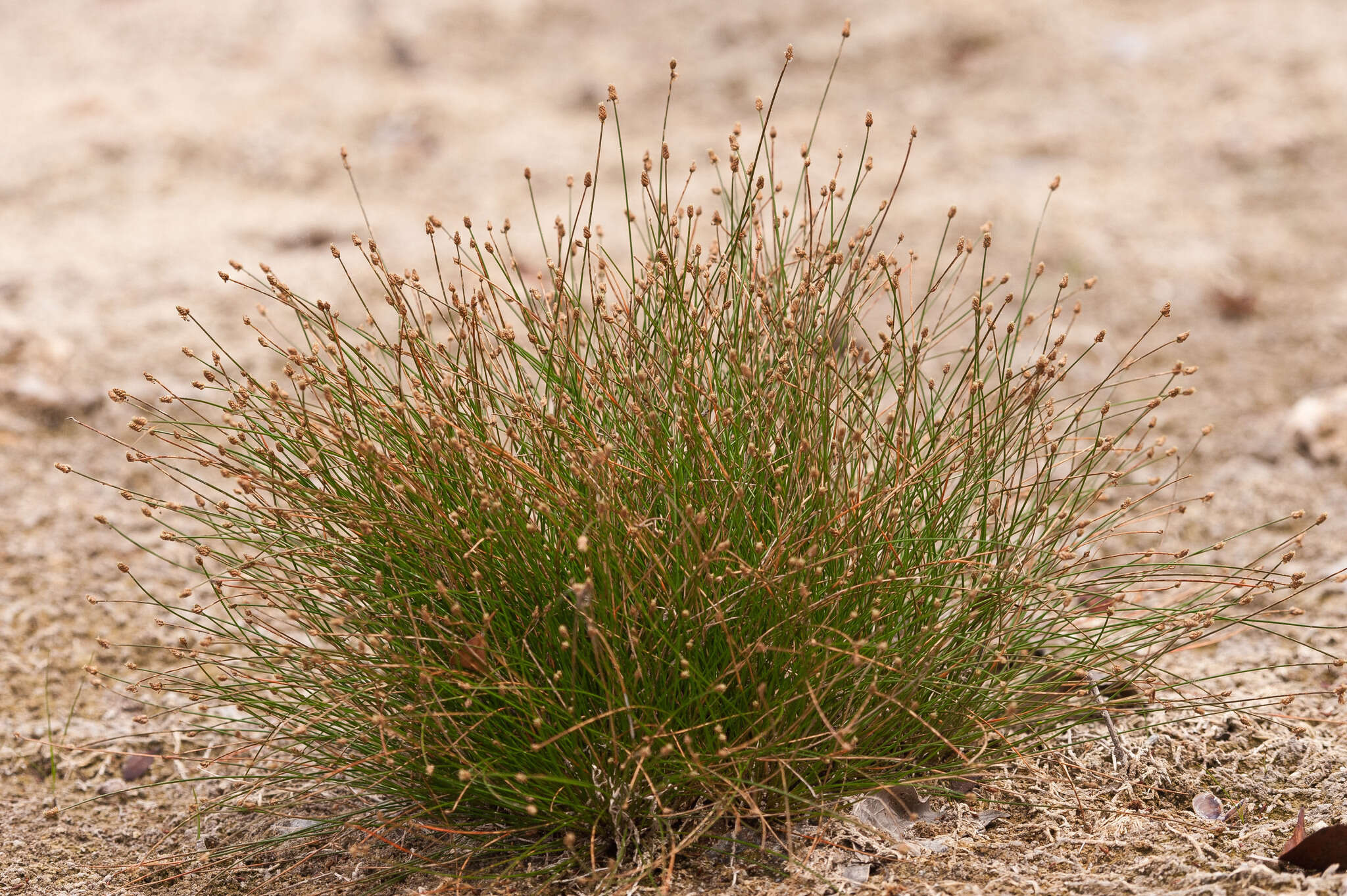 Plancia ëd Eleocharis geniculata (L.) Roem. & Schult.