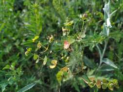 Слика од Euphorbia microcarpa (Prokh.) Krylov