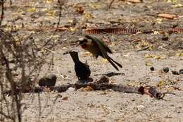 Image of White-fronted Bee-eater