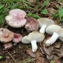 Image de Russula subazurea Bon 1975