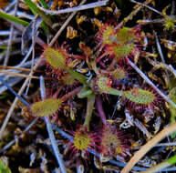 صورة Drosera anglica Huds.