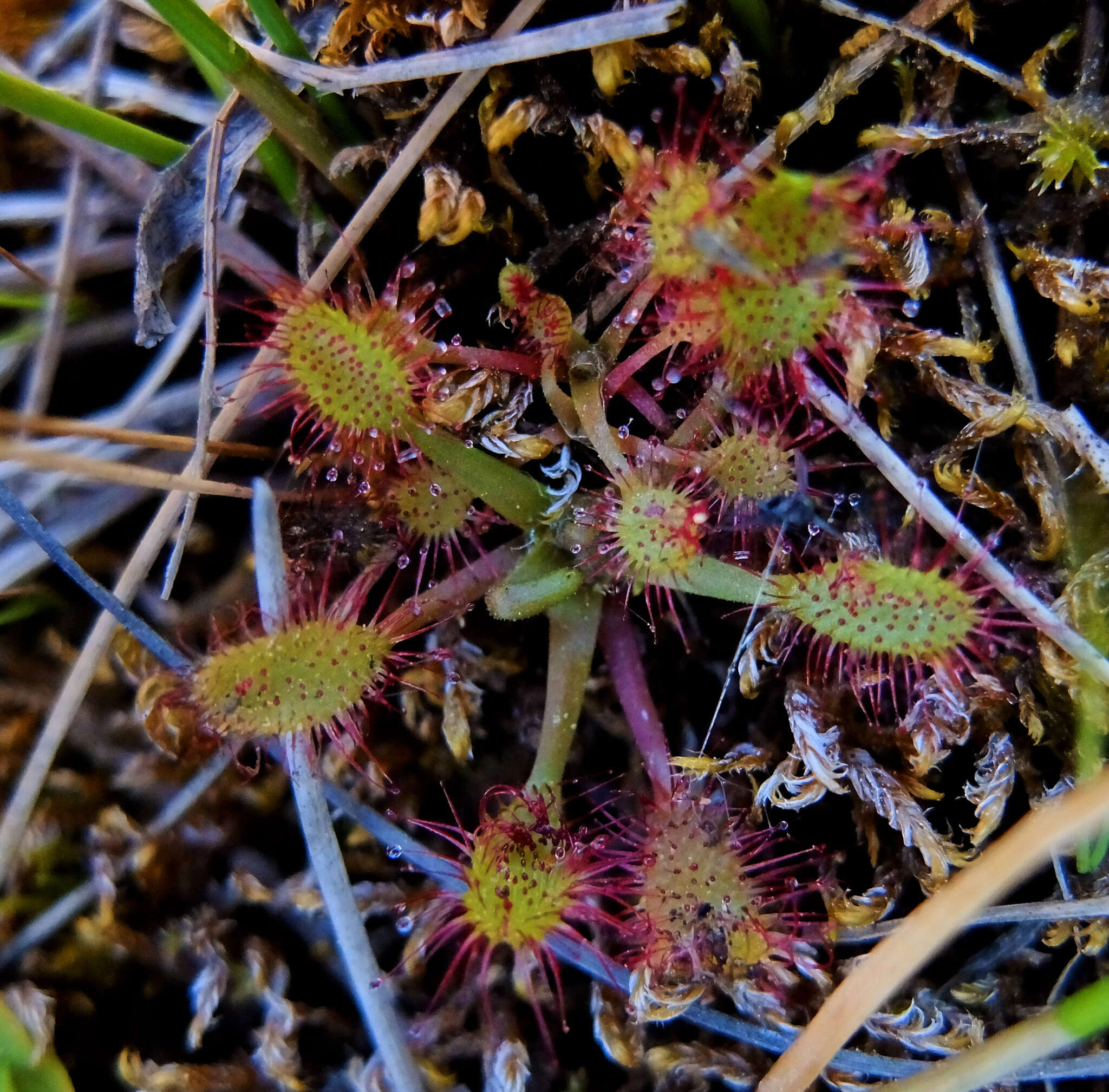 صورة Drosera anglica Huds.