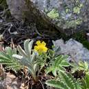 Image of woolly cinquefoil