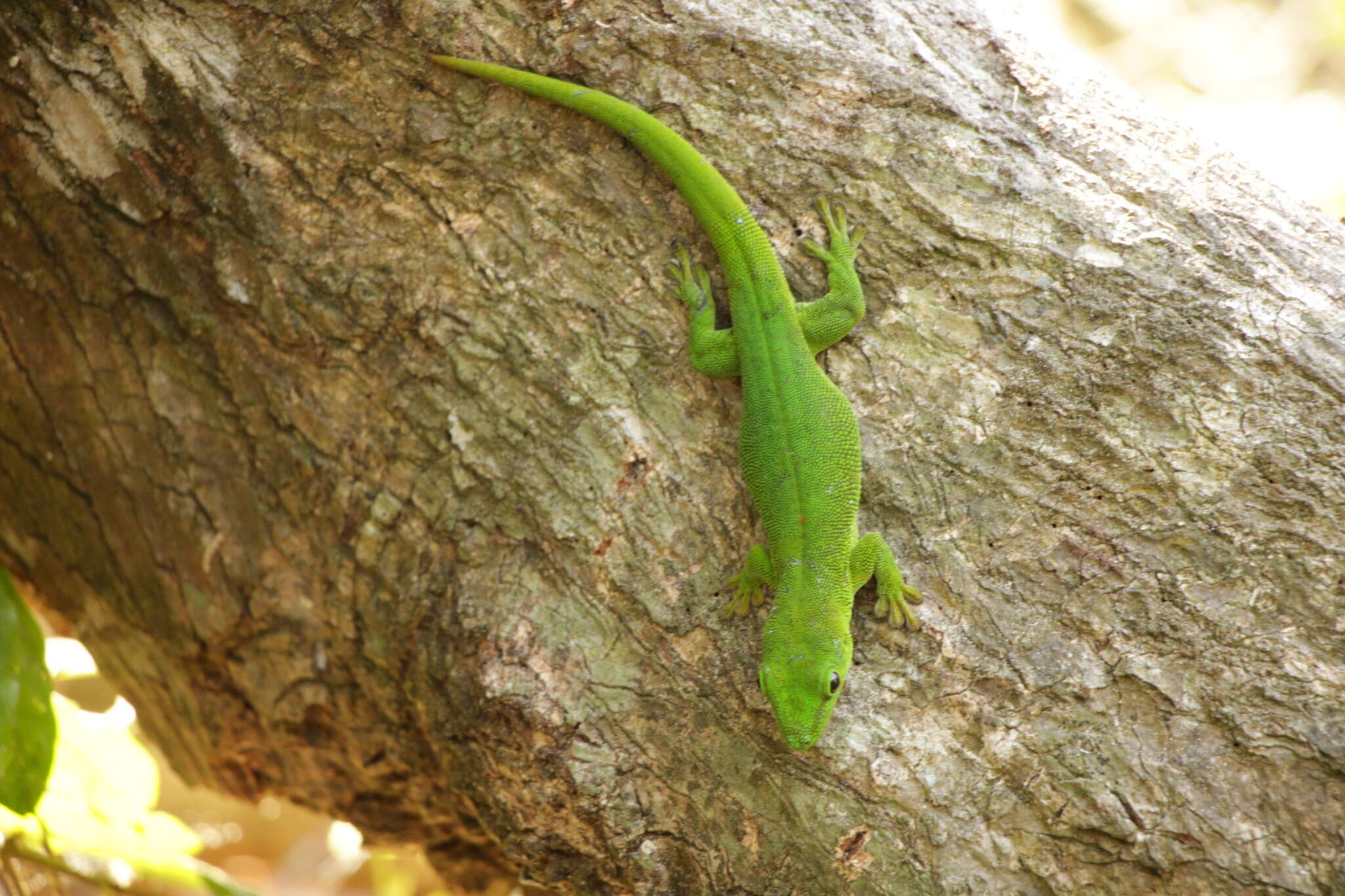 Plancia ëd Phelsuma grandis Gray 1870