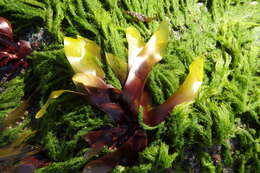 Image of Palmaria hecatensis