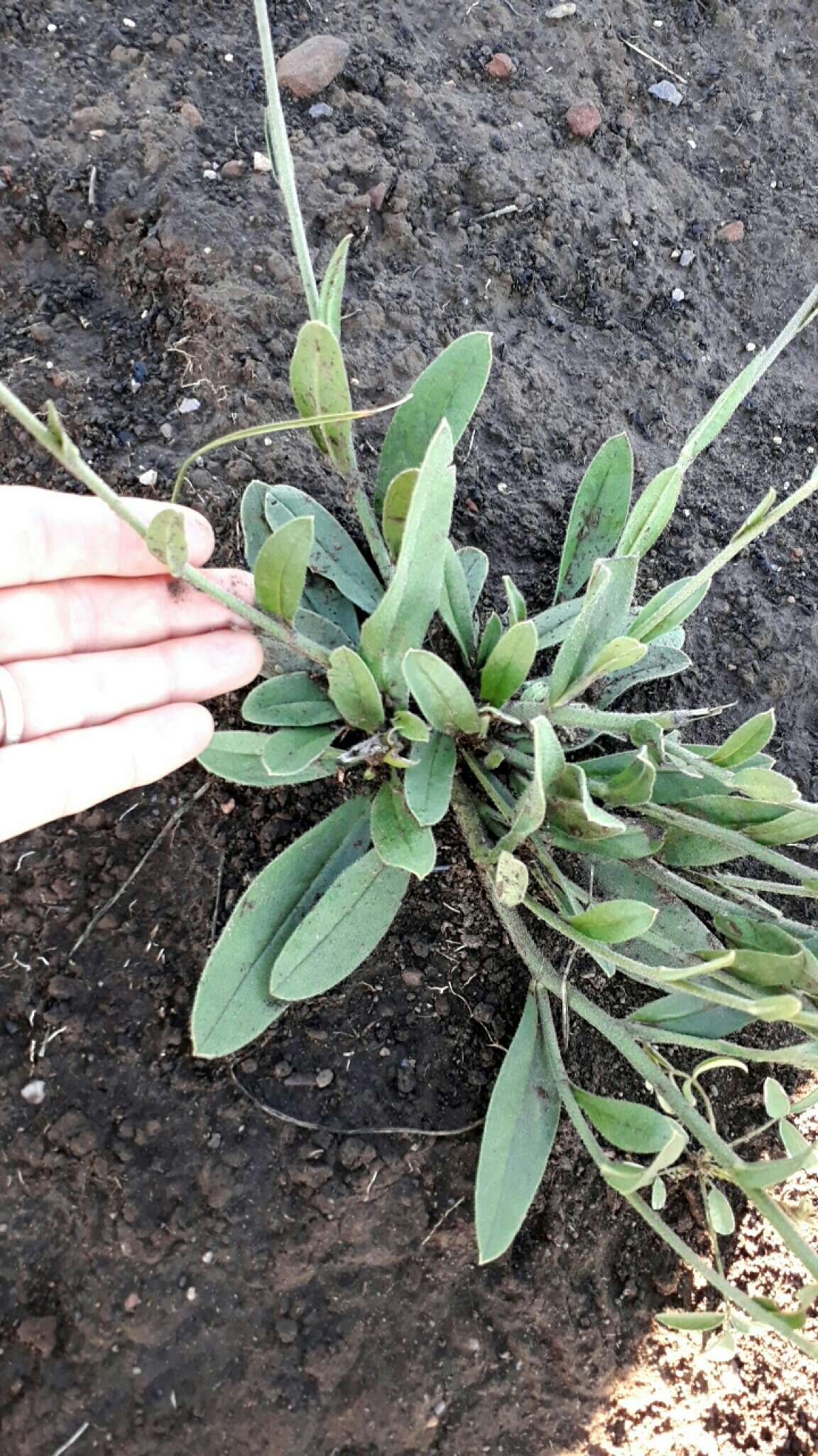 Image of Cynoglossum hispidum Thunb.