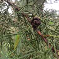 Imagem de Cupressus lusitanica Mill.