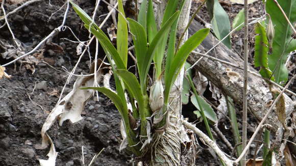 Image of Encyclia cordigera (Kunth) Dressler