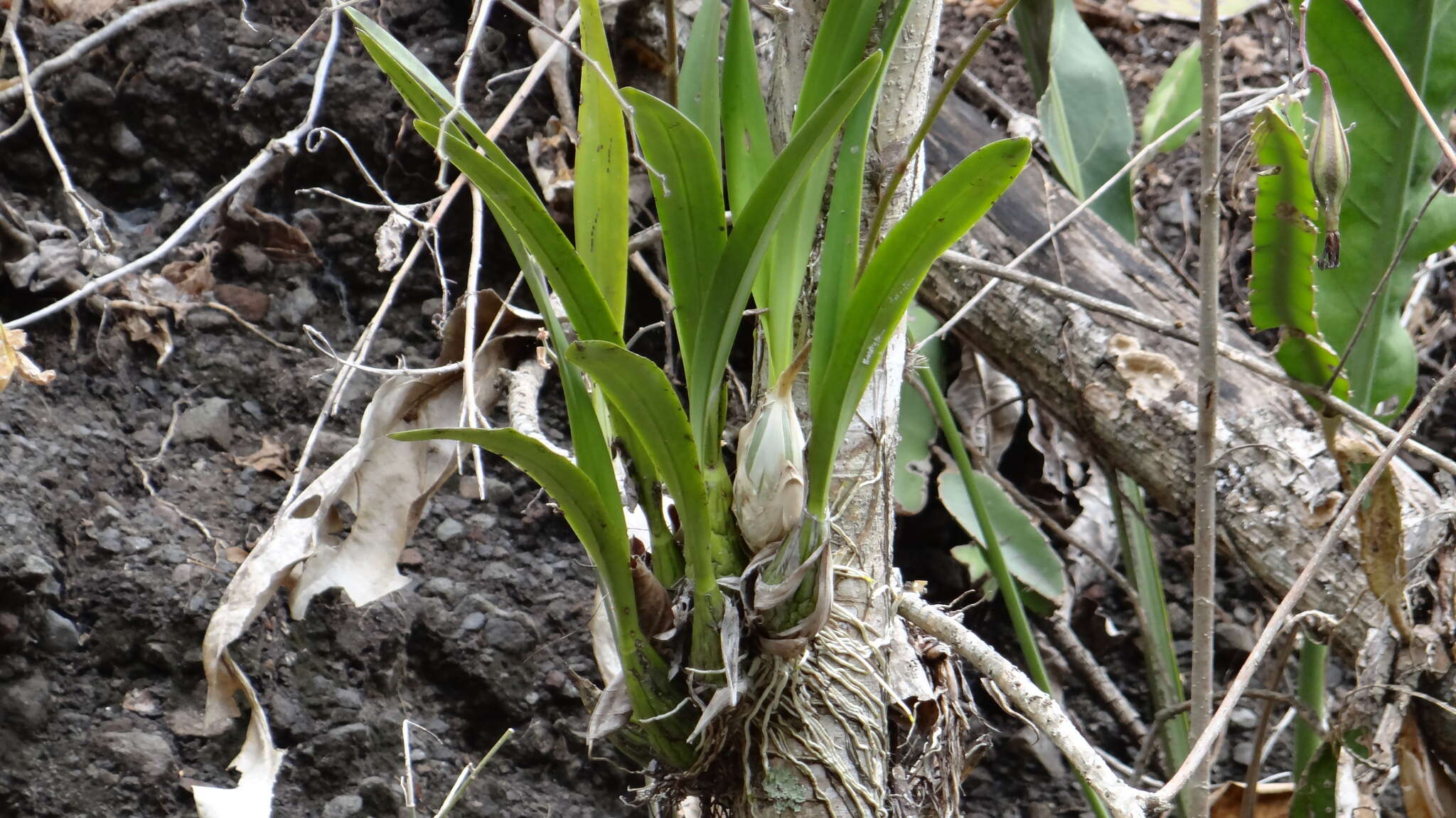 Image of Encyclia cordigera (Kunth) Dressler