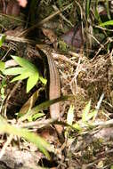 Image of Madagascar Girdled Lizard