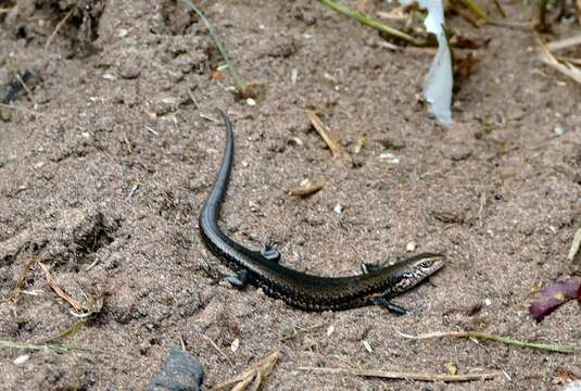 Image of Southern Grass Skink