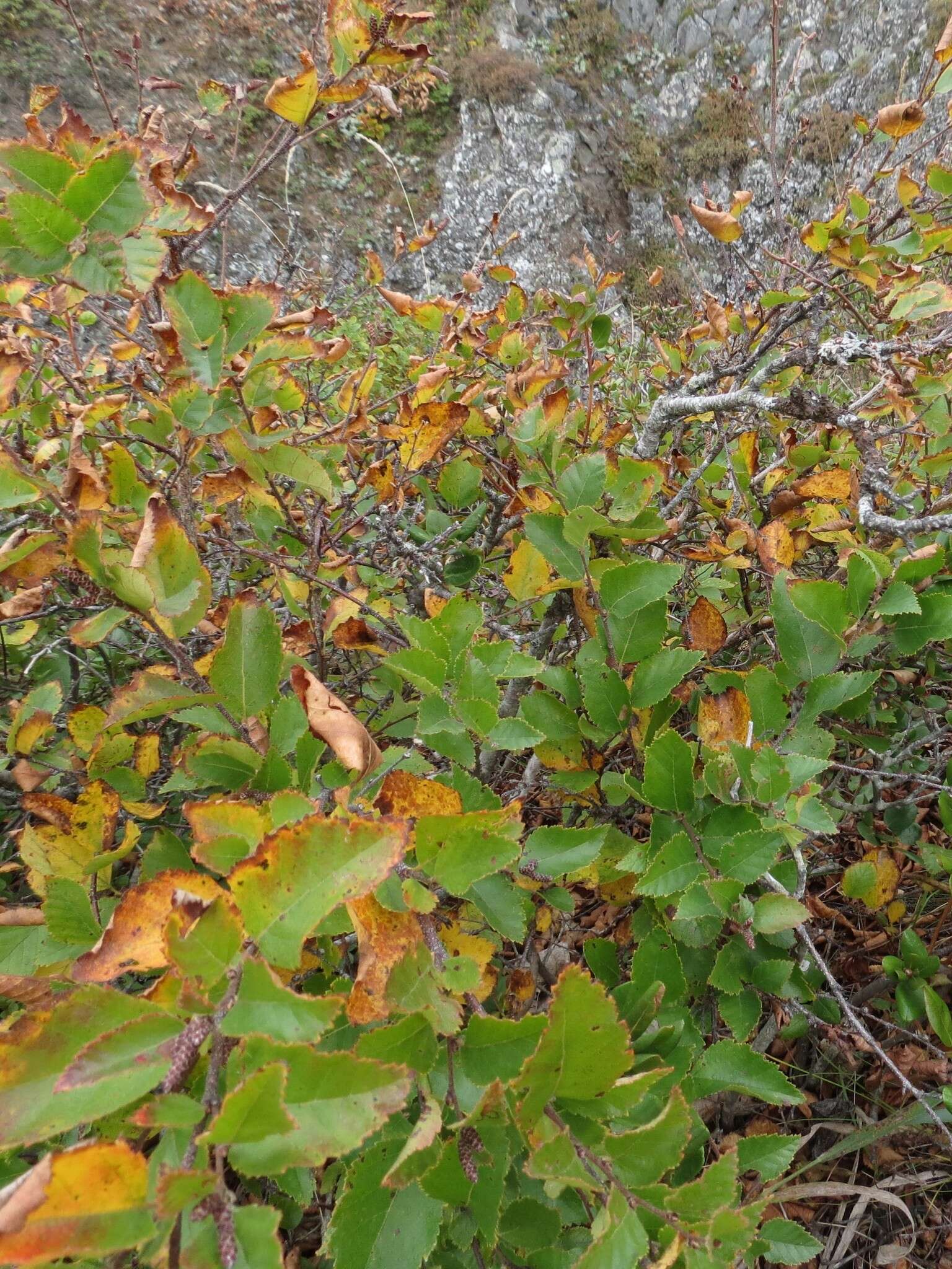 Image of Betula dauurica