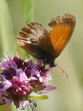 Coenonympha arcania Linnaeus 1761的圖片