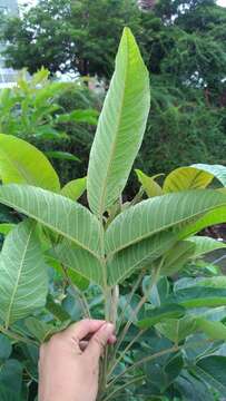 Слика од Rhus chinensis var. roxburghii (DC.) Rehd.