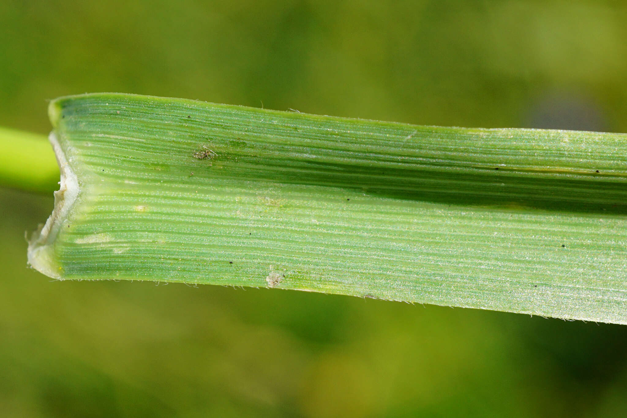 Image of Phleum alpinum subsp. rhaeticum Humphries