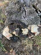 Image of Ganoderma polychromum (Copel.) Murrill 1908