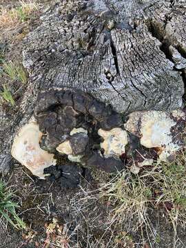 Ganoderma polychromum (Copel.) Murrill 1908的圖片