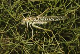 Image of Capnobotes arizonensis (Rehn & J. A. G. 1904)