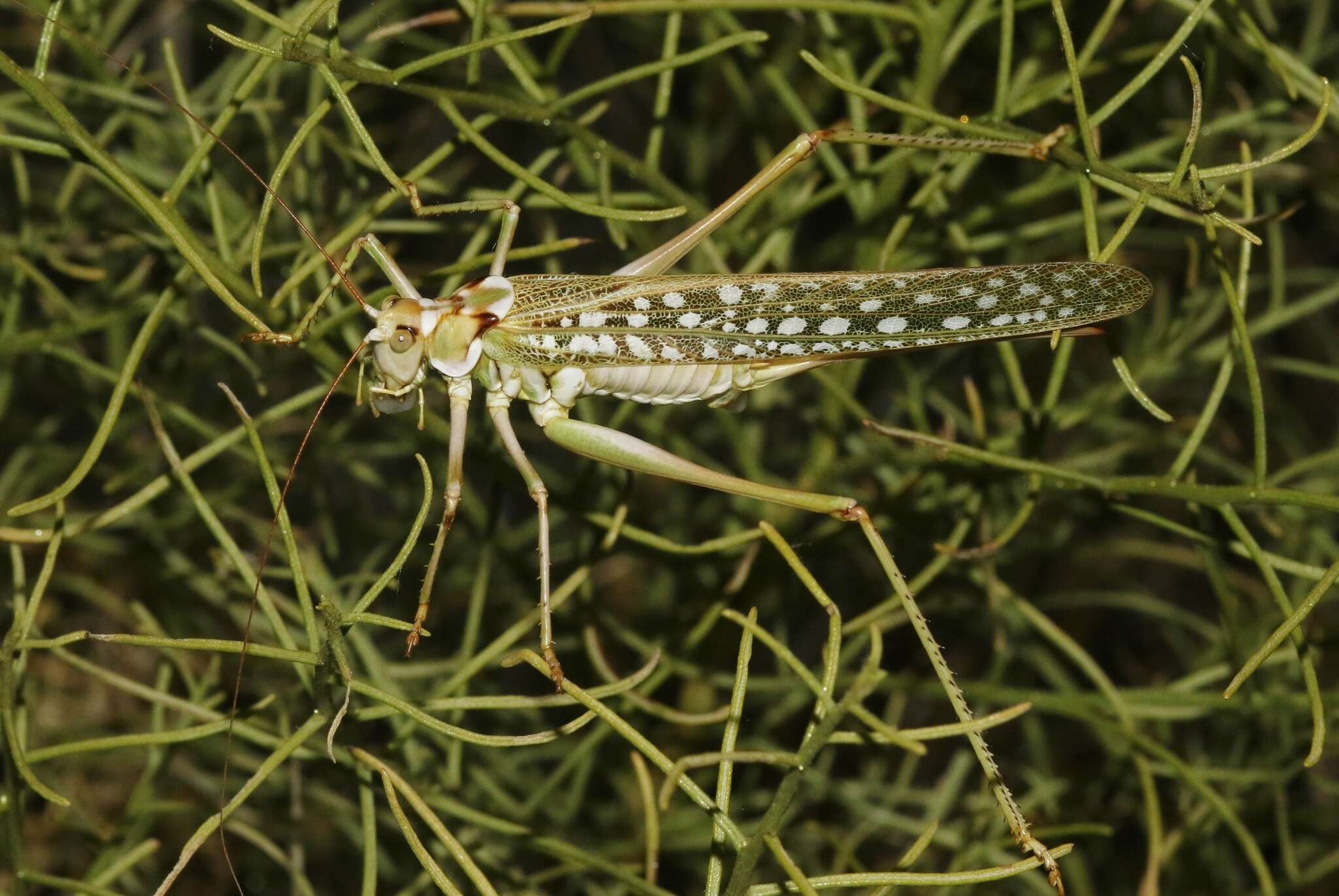 Image of Capnobotes arizonensis (Rehn & J. A. G. 1904)