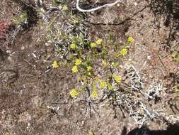 Image of Crassula subulata var. fastigiata (Schönl.) Tölken