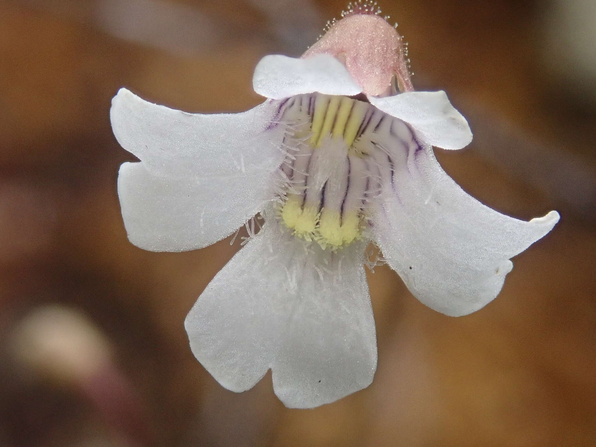 Image of Pinguicula antarctica Vahl