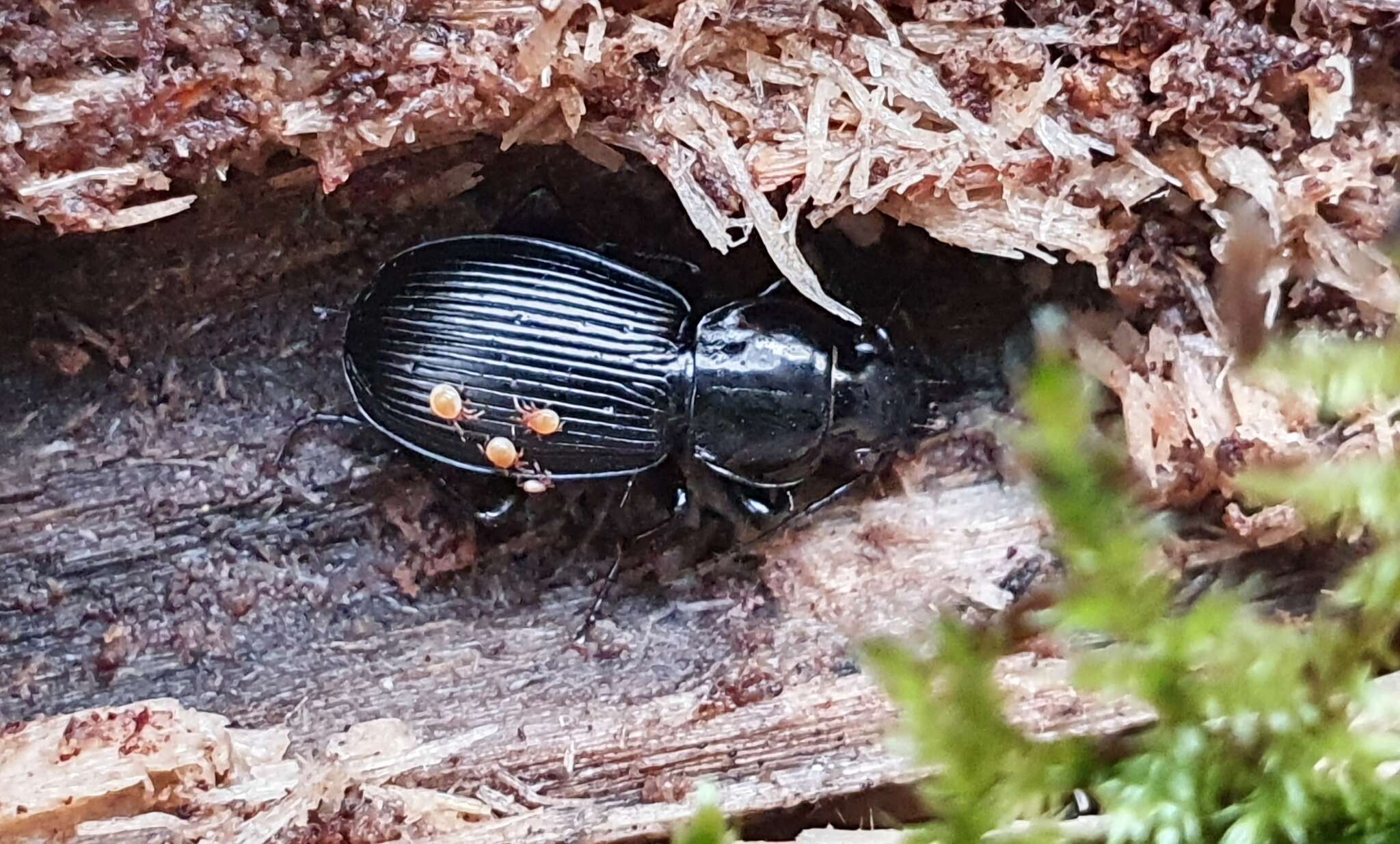 Image of Pterostichus (Eosteropus) aethiops (Panzer 1796)