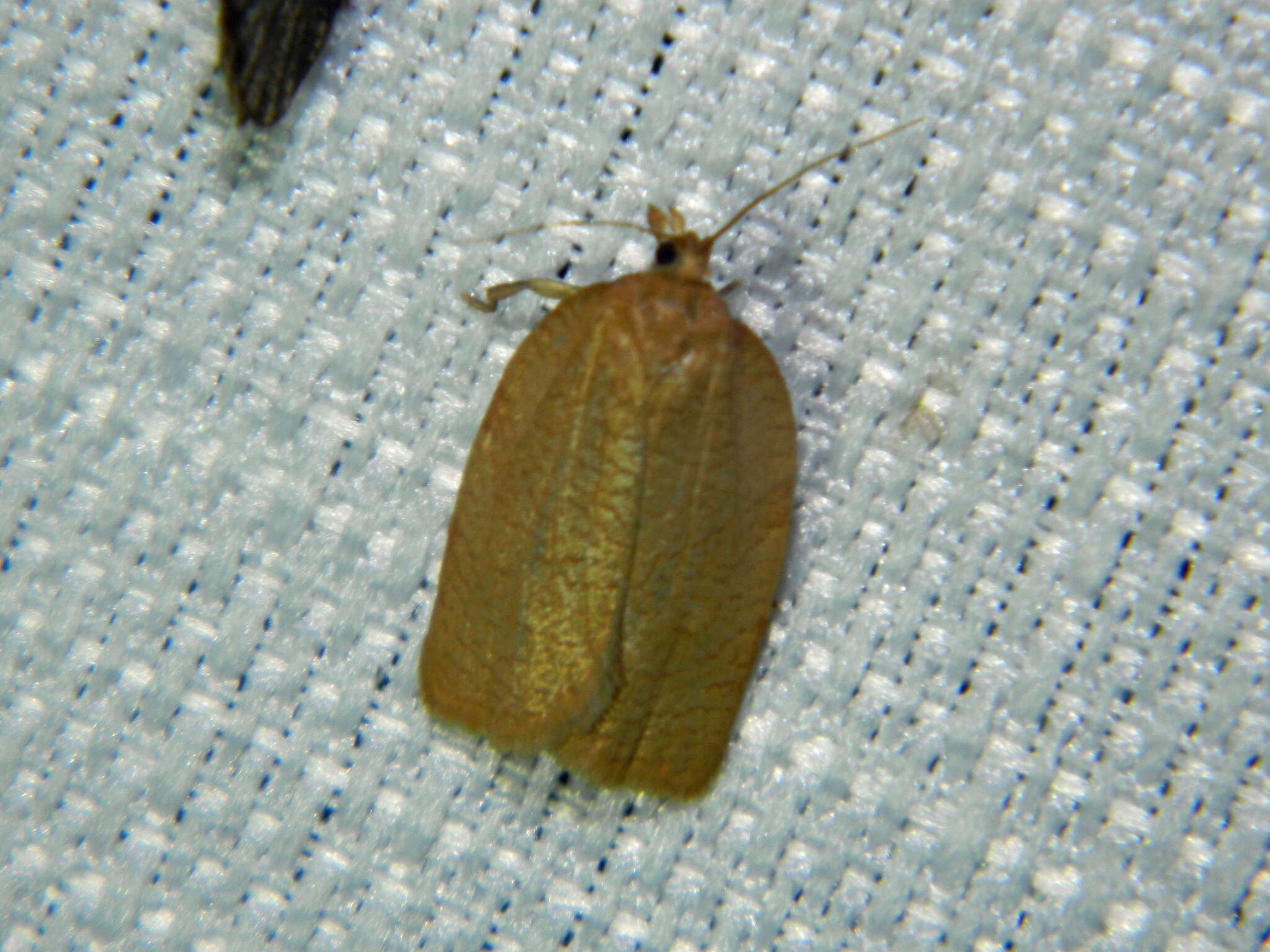 Image of Wide-stripe Leafroller