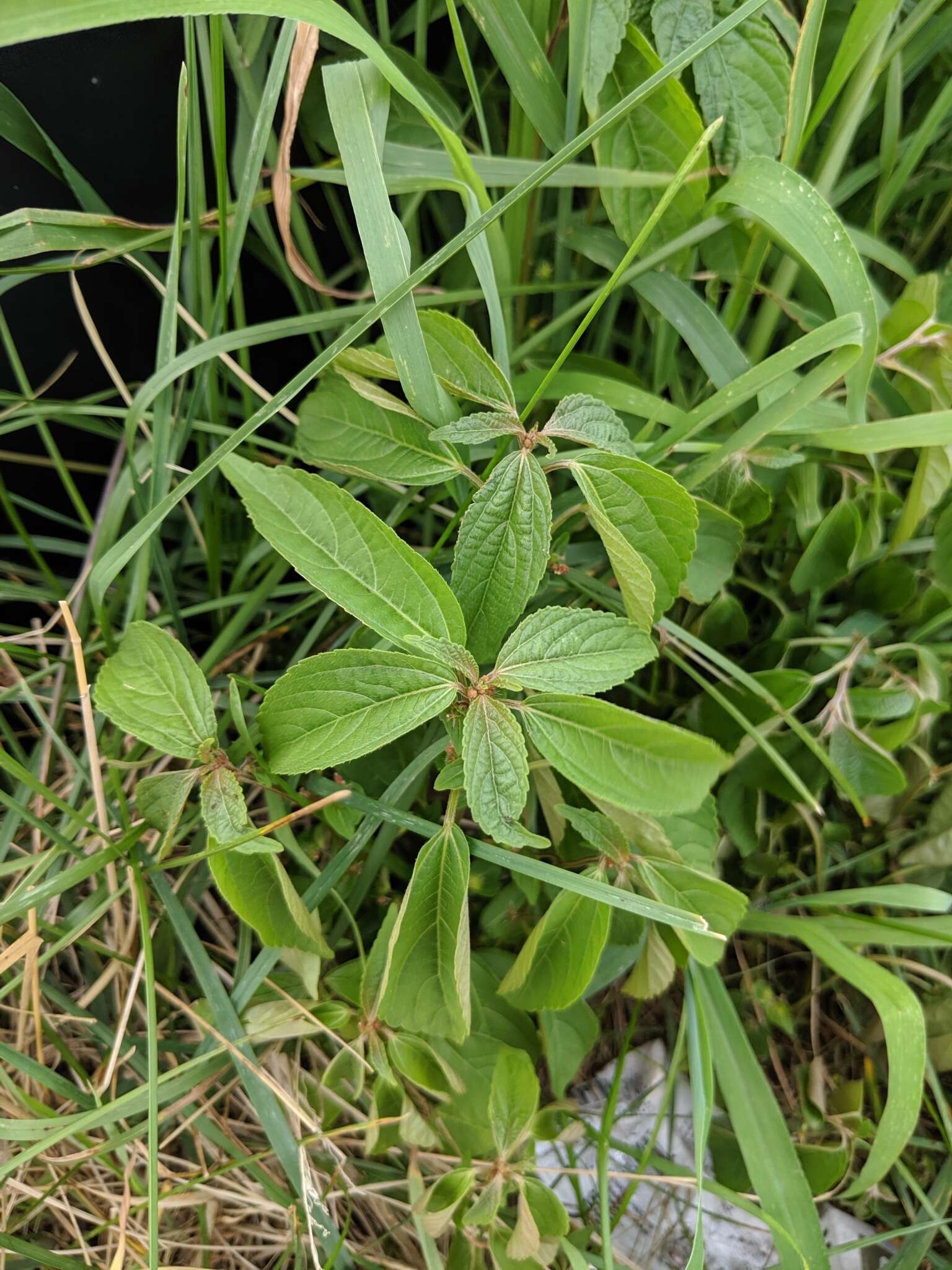 Image of Asian copperleaf