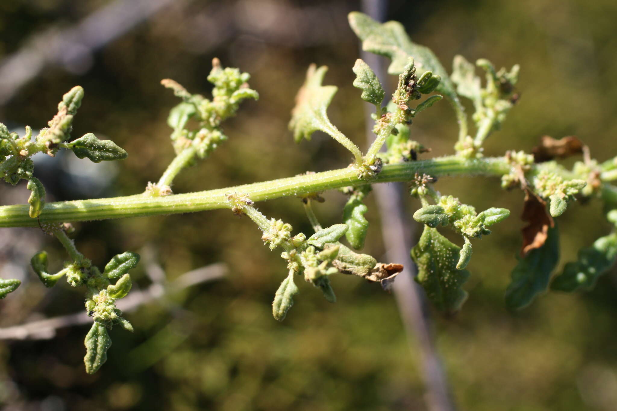 Image of clammy goosefoot