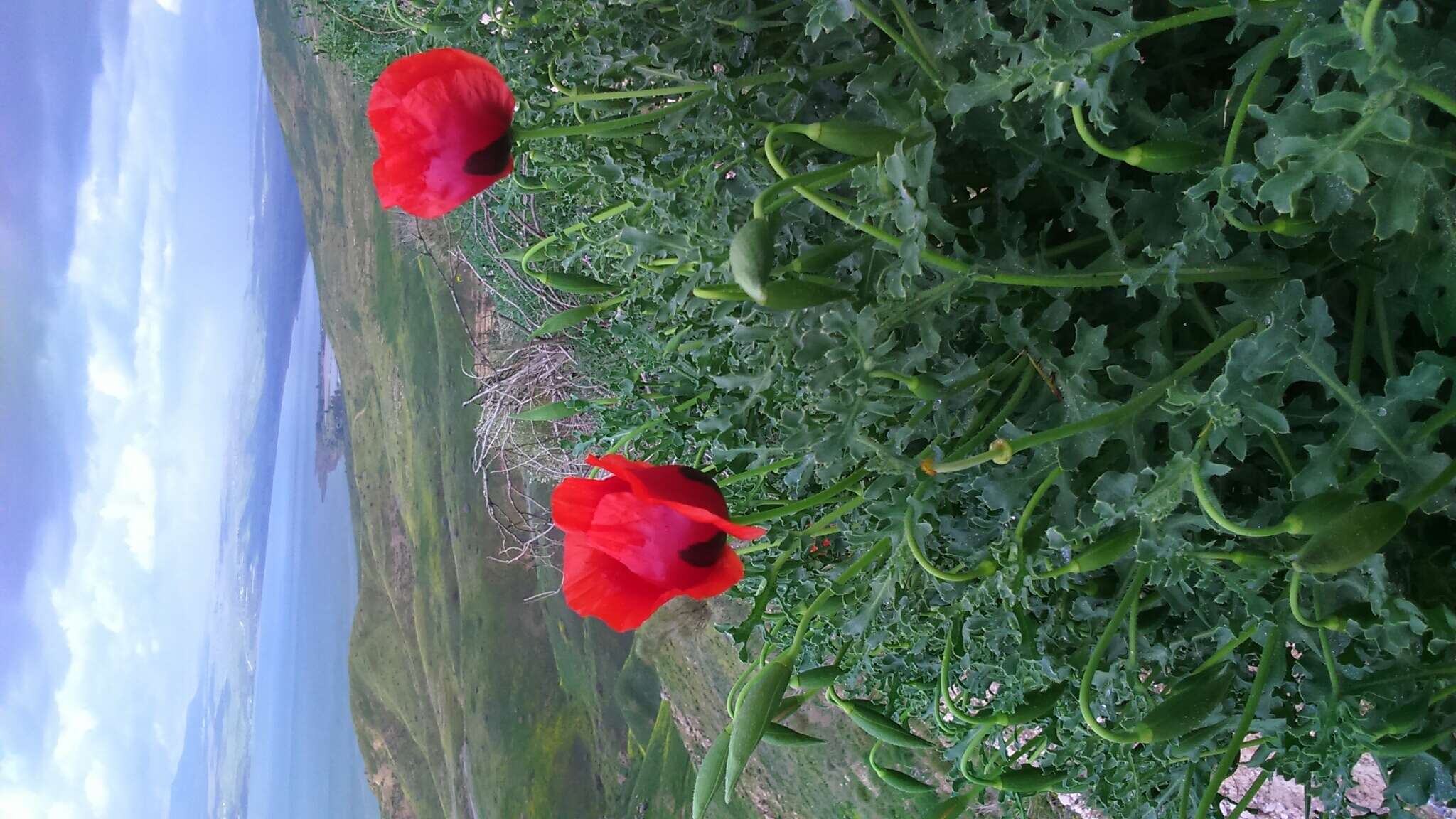 Image of Glaucium grandiflorum Boiss. & Huet