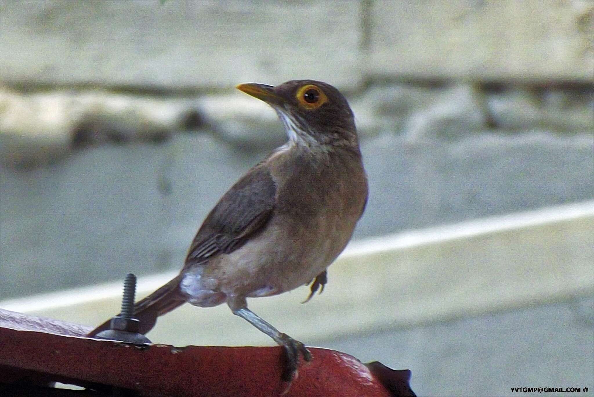 صورة Turdus nudigenis Lafresnaye 1848