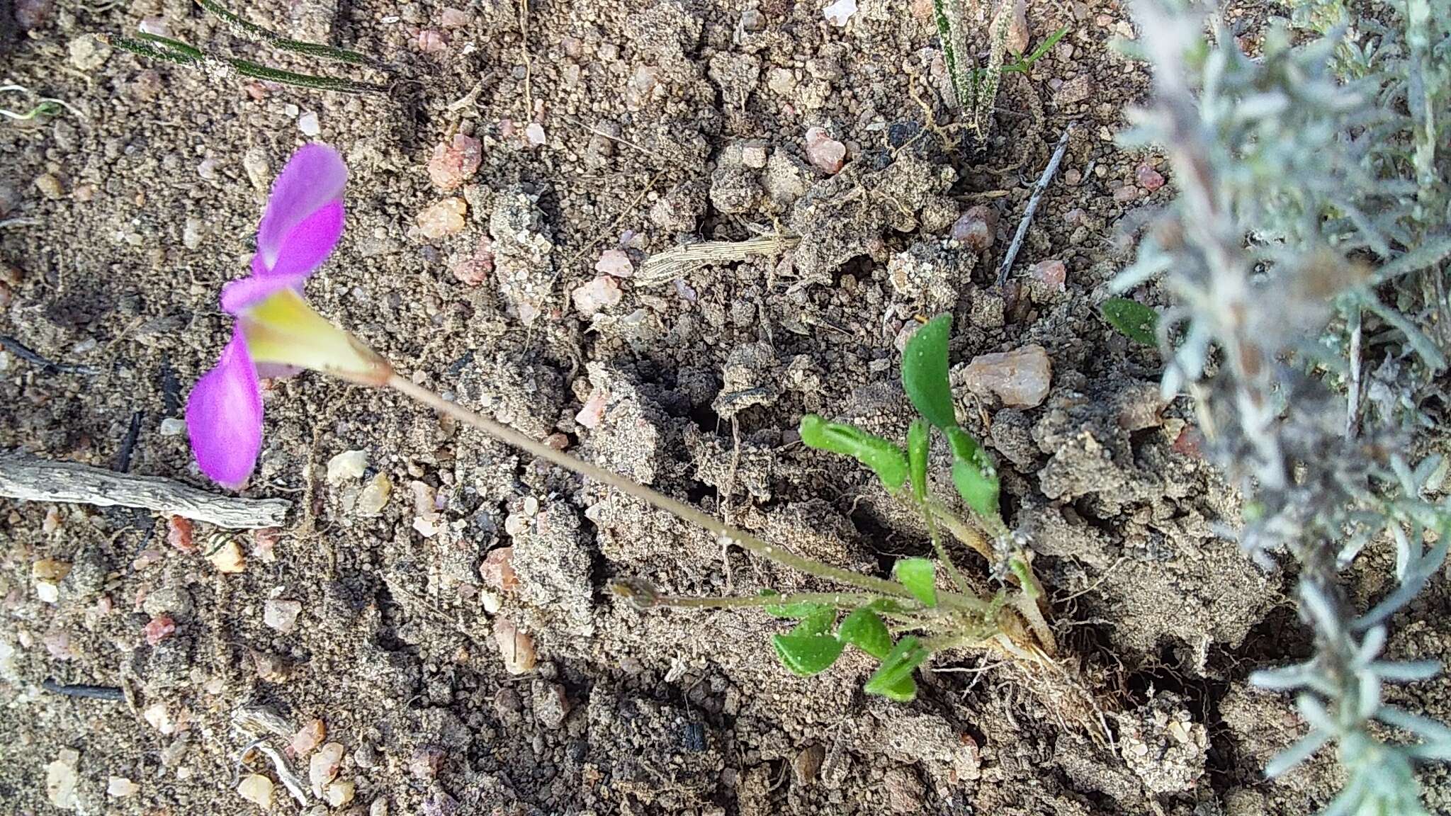 Image de Oxalis monophylla L.