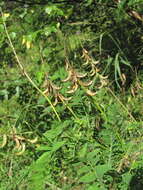 Image of Russian milkvetch