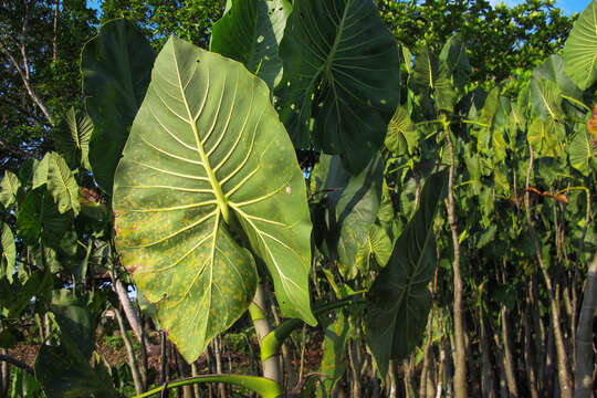 Image de Montrichardia linifera (Arruda) Schott