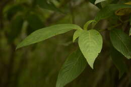 Image of Leptodermis lanceolata Wall.