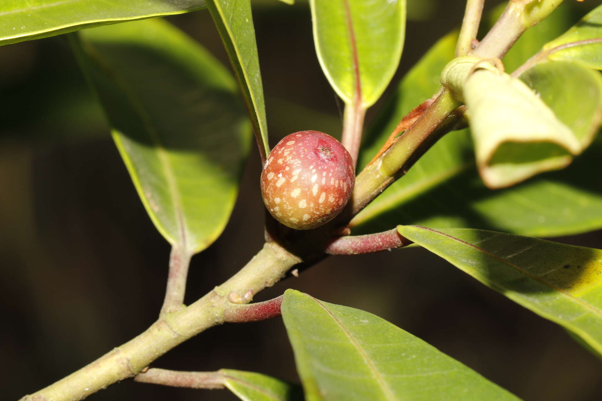 Image of Ficus variolosa Lindl. ex Benth.