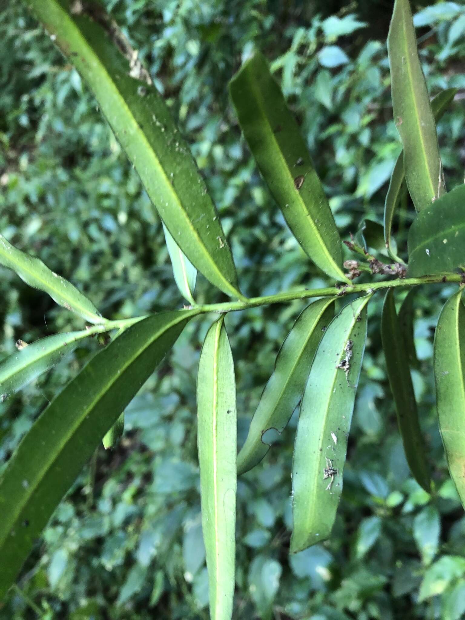 Plancia ëd Podocarpus elatus R. Br. ex Endl.