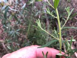 Image of Hibbertia cistoidea (Hook.) C. T. White