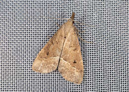 Image of White-line snout moth