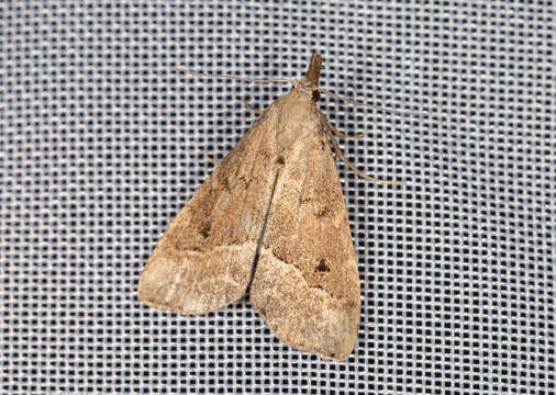 Image of White-line snout moth