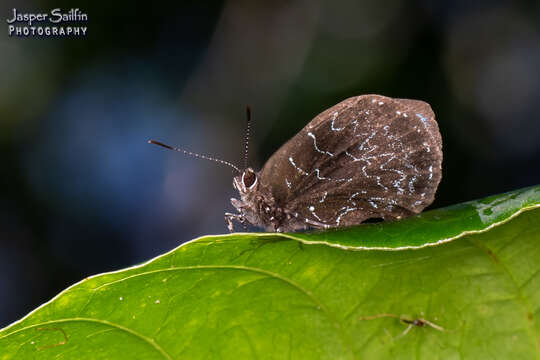 Image of Micandra platyptera (Felder & Felder 1865)