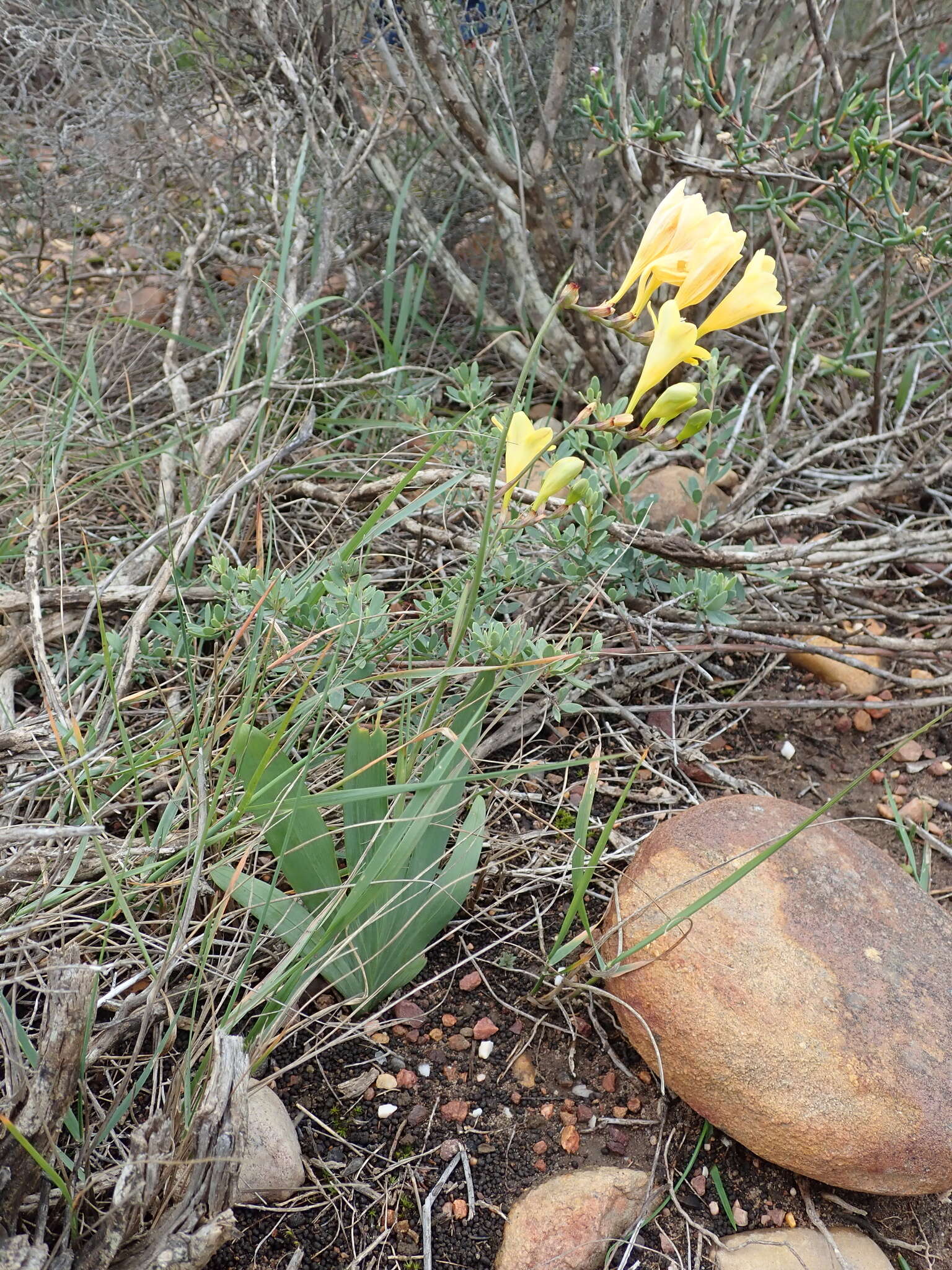 Freesia corymbosa (Burm. fil.) N. E. Br. resmi