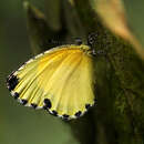 Citrinophila terias Joicey & Talbot 1921 resmi