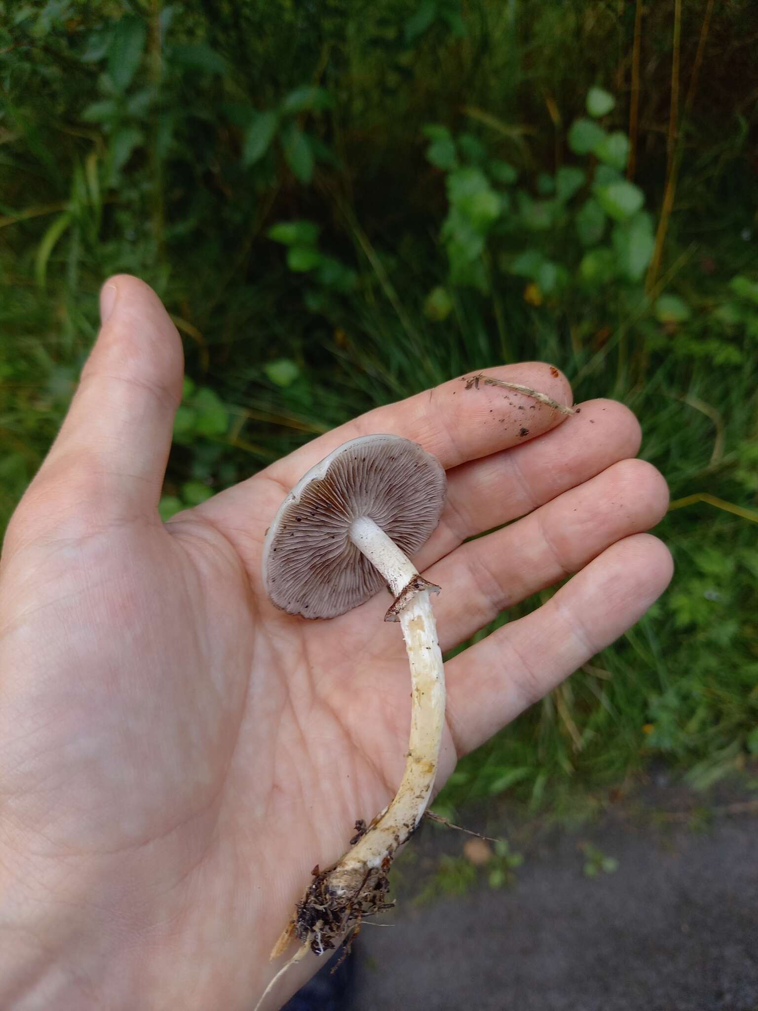 Imagem de Stropharia albonitens (Fr.) Quél. 1875