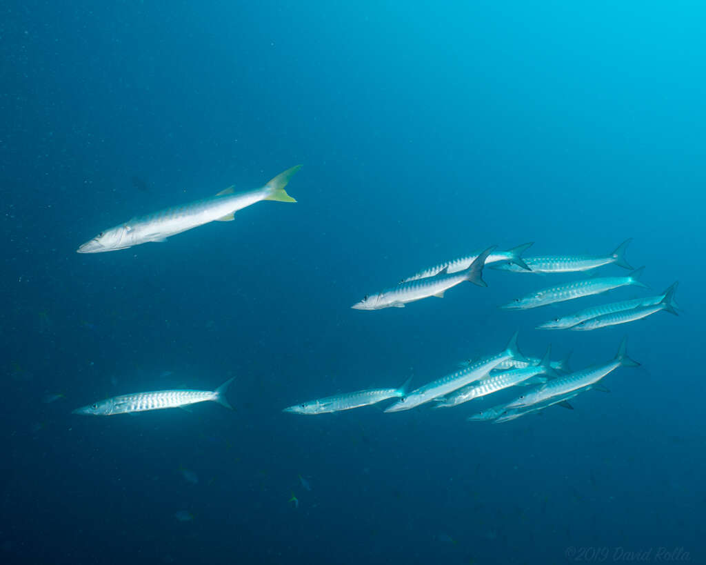 Image of Blackfin barracuda