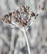 Imagem de Helichrysum tricostatum (Thunb.) Less.